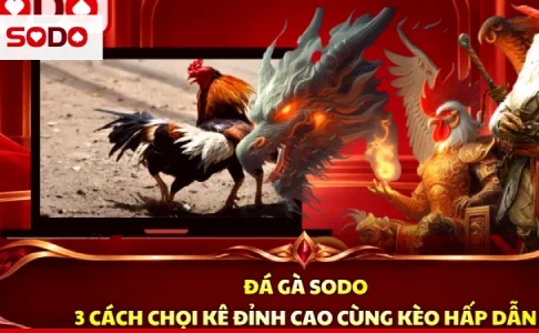 Nhìn Từ Đầu Tới Chân: Cách Chọn Gà Đá Và Đọc Phong Độ Trước Trận
