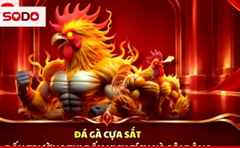 Chăm sóc gà chiến theo tuần: từ chuồng trại, khẩu phần đến dấu hiệu gà quá sức