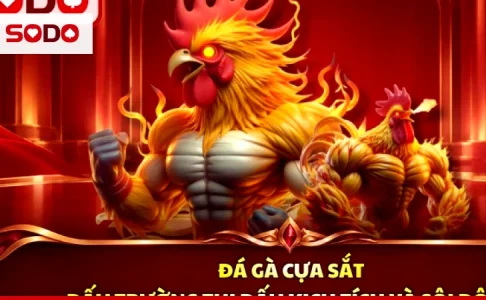 Hiểu Đá Gà Thomo Từ Gốc: Kiểu Cựa, Cửa Meron Wala Và Phép Tính Tiền Cược